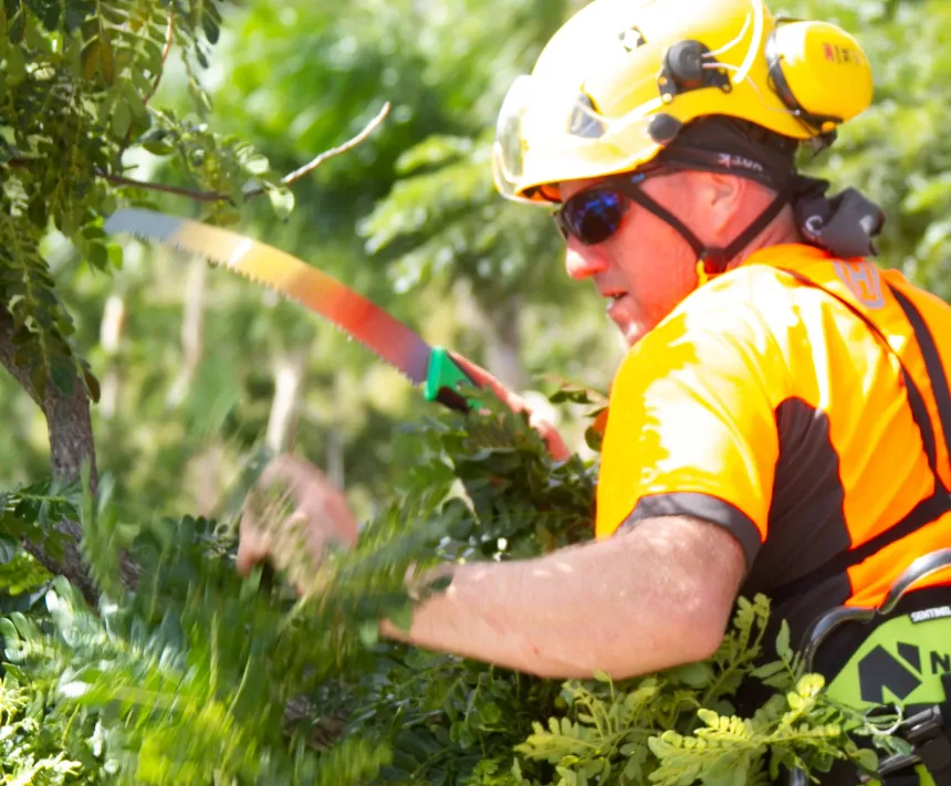 Arborist cu casca taie cu un fierastrau de gradina ramuri dintr-un copac, intre frunze